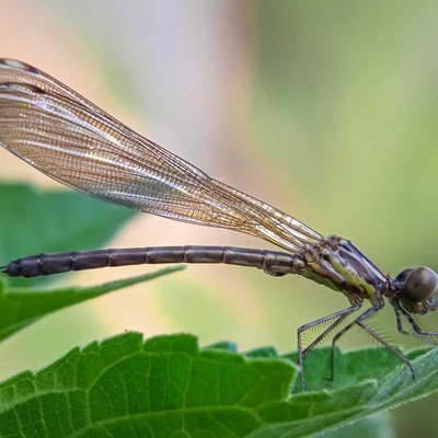 Rhinocypha