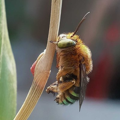 amegilla