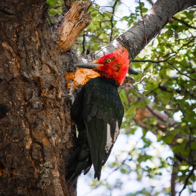 El Pájaro Loco