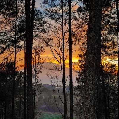 Senja Dihutan Pinus