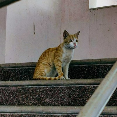 Cat 🐱