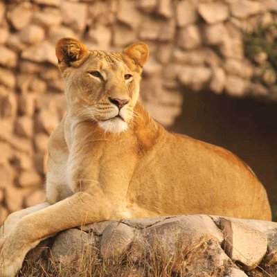 lioness - her attitude!!