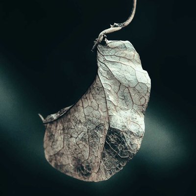 Daun