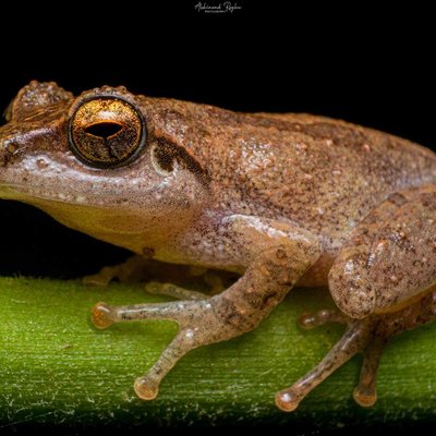 Pseudophilautus 🐸