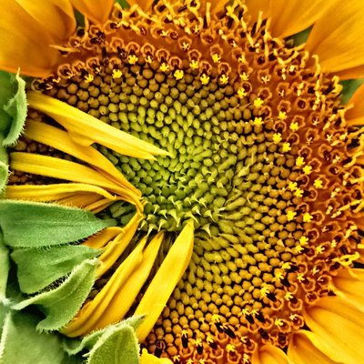 Sun flower