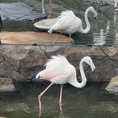 Flamingo Besar