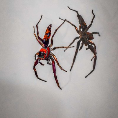 Jumping🕷 Spyder