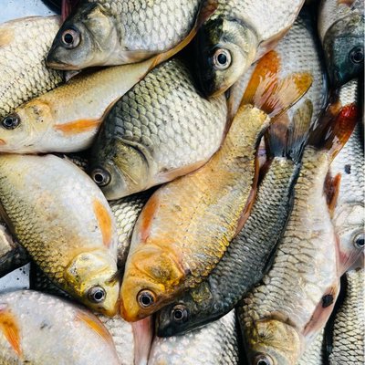 fish of Manipur 
