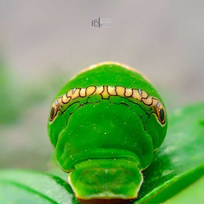 Spectacular Caterpillars 
