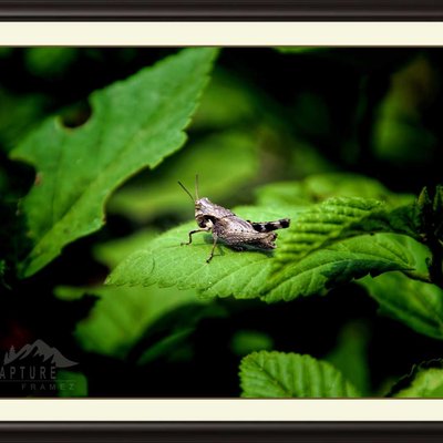 Grasshopper
