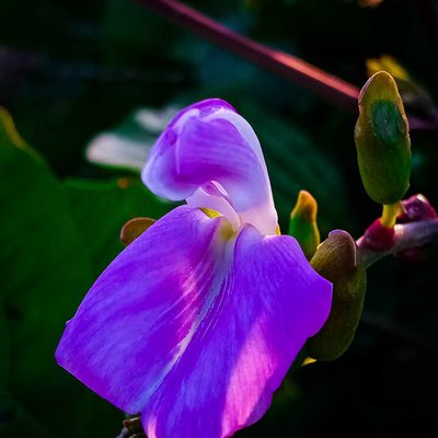 Canavalia rosea