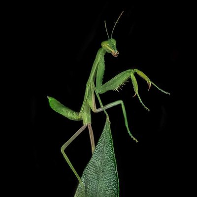 Praying mantis