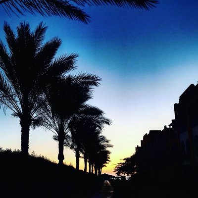 Palm trees 