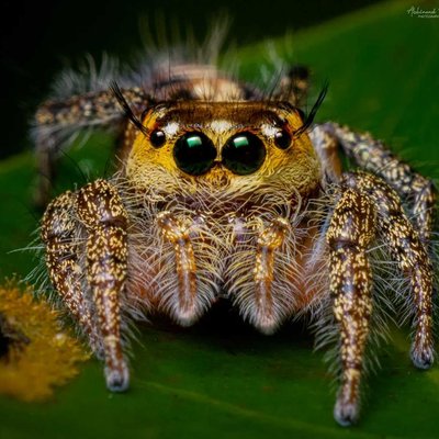 Hyllus 🕷️