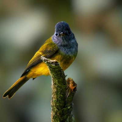 Mini Beauty