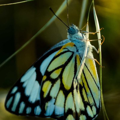 Butterfly 