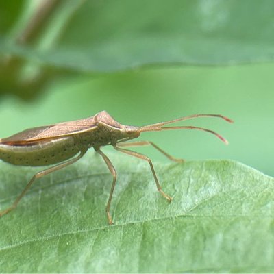 Leptocorisa 