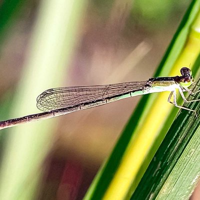 Agriocnemis