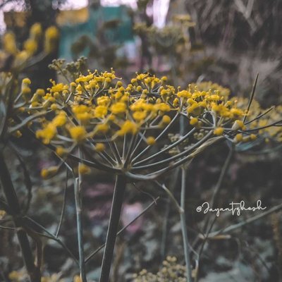 Fennel (सौंफ)