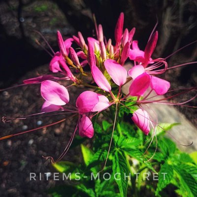 Spiderflower