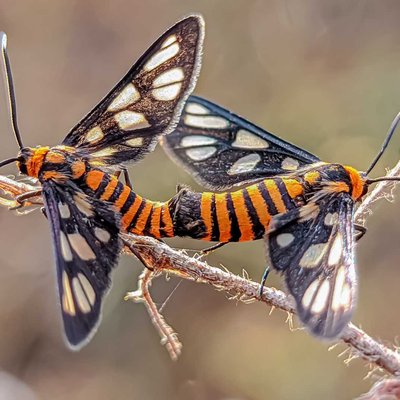 amata hubneri / ngengat