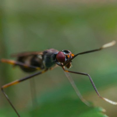 Neurigona