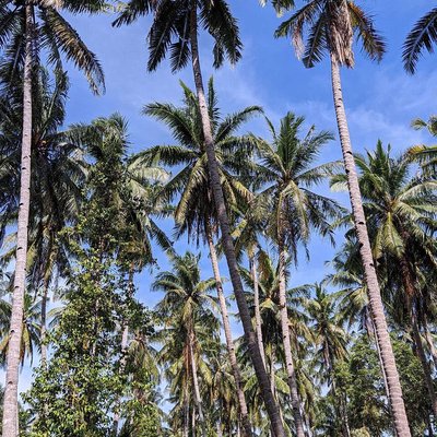 Tumbuhan kelapa 