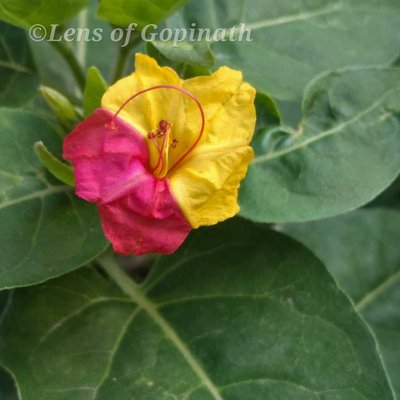 double colour flower 