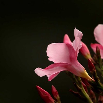 Common Oleander