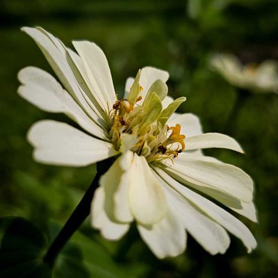 Bunga