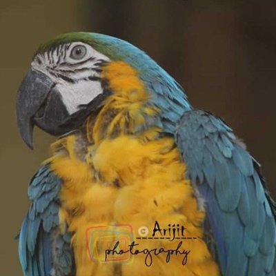 Macaw bird 