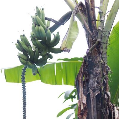Pohon Pisang tak Berdaun 