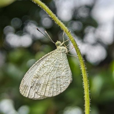 Leptosia nina