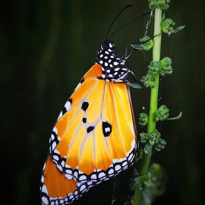 Butterfly 🦋