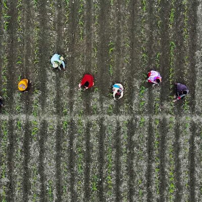 harvesting 
