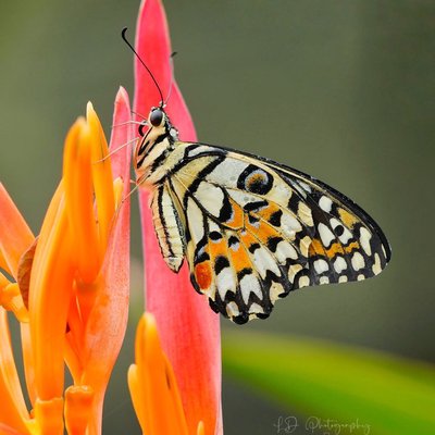 Kupu-kupu Jeruk (Papilio demoleus)