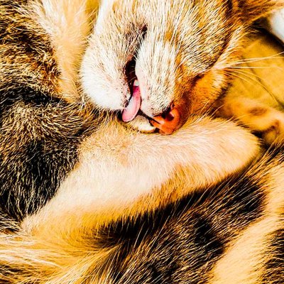  Cat..