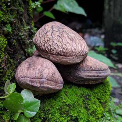 KEPAYANG (KLUWAK)