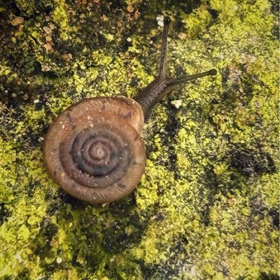 daedalochila / siput kecil