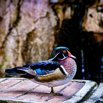 Duck in Jatim Park II
