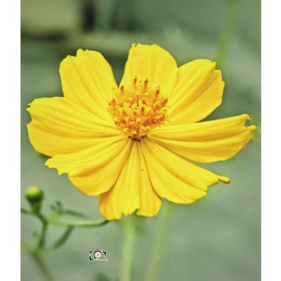 Cosmos Sulphureus (kenikir sulfur)