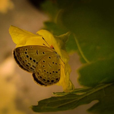 মধুর সন্ধানে 🦋✨