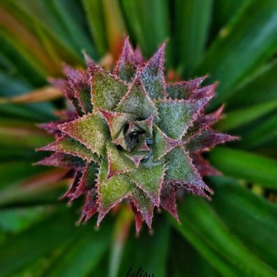 Pineapple