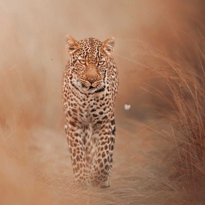 The LEOPARD BEAUTY ❣️