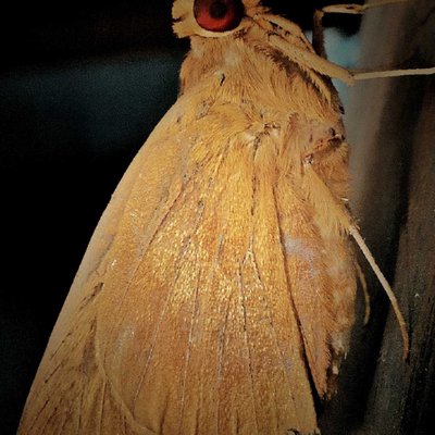 Common Red Eye Skipper