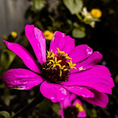 common zinnia 🌸✨❣️