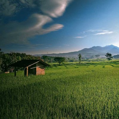 Sawah