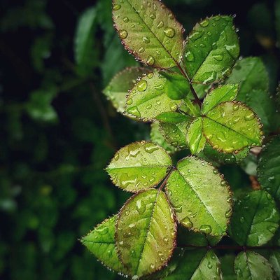 Daun Mawar
