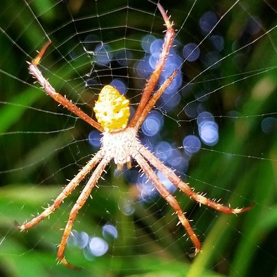 spider
