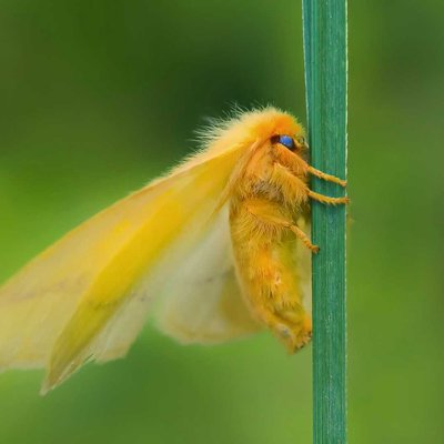 The ghost moth